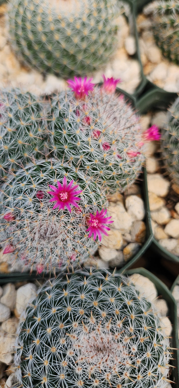 Mammillaria