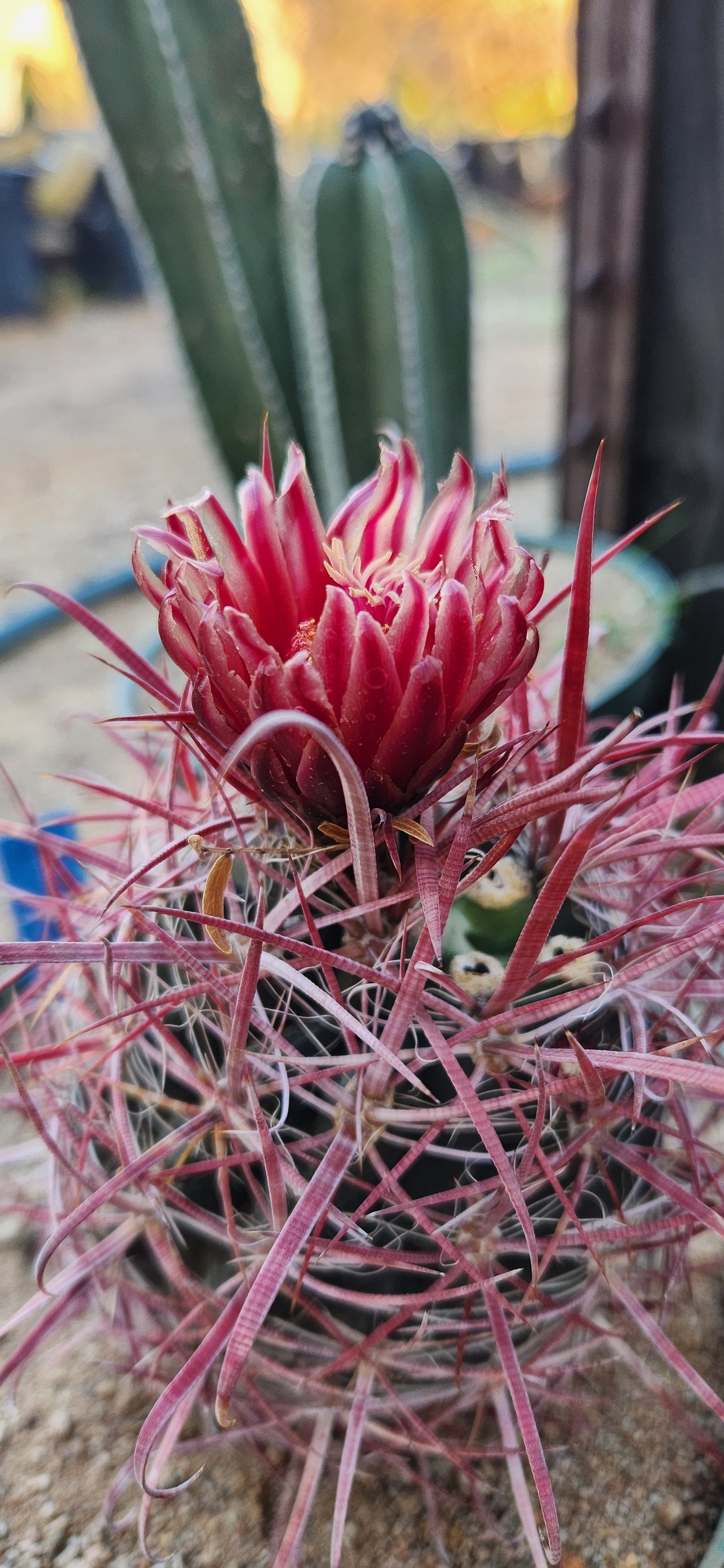 Ferocactus gracilis coloratus Seeds