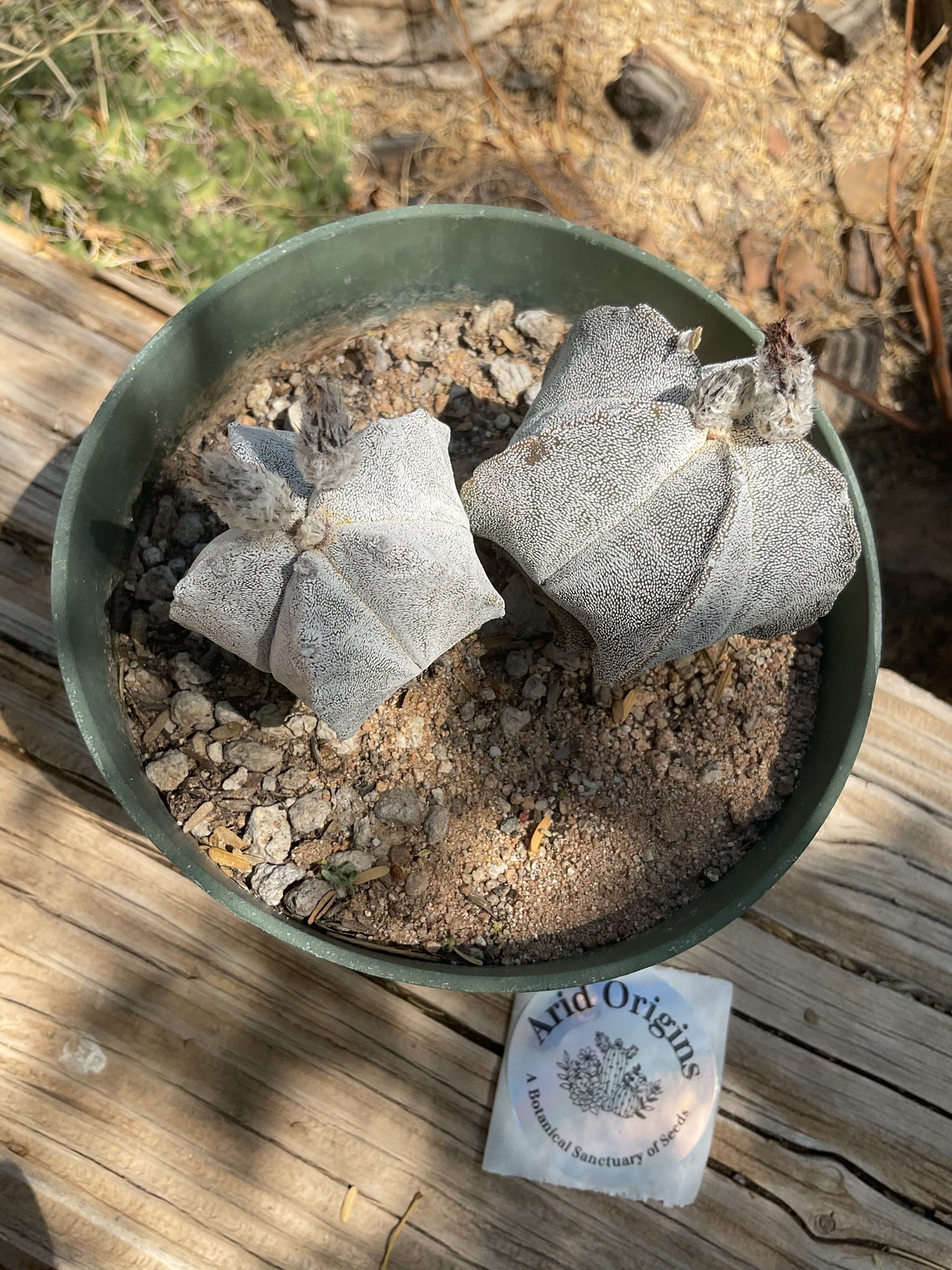 Astrophytum myriostigma Plant