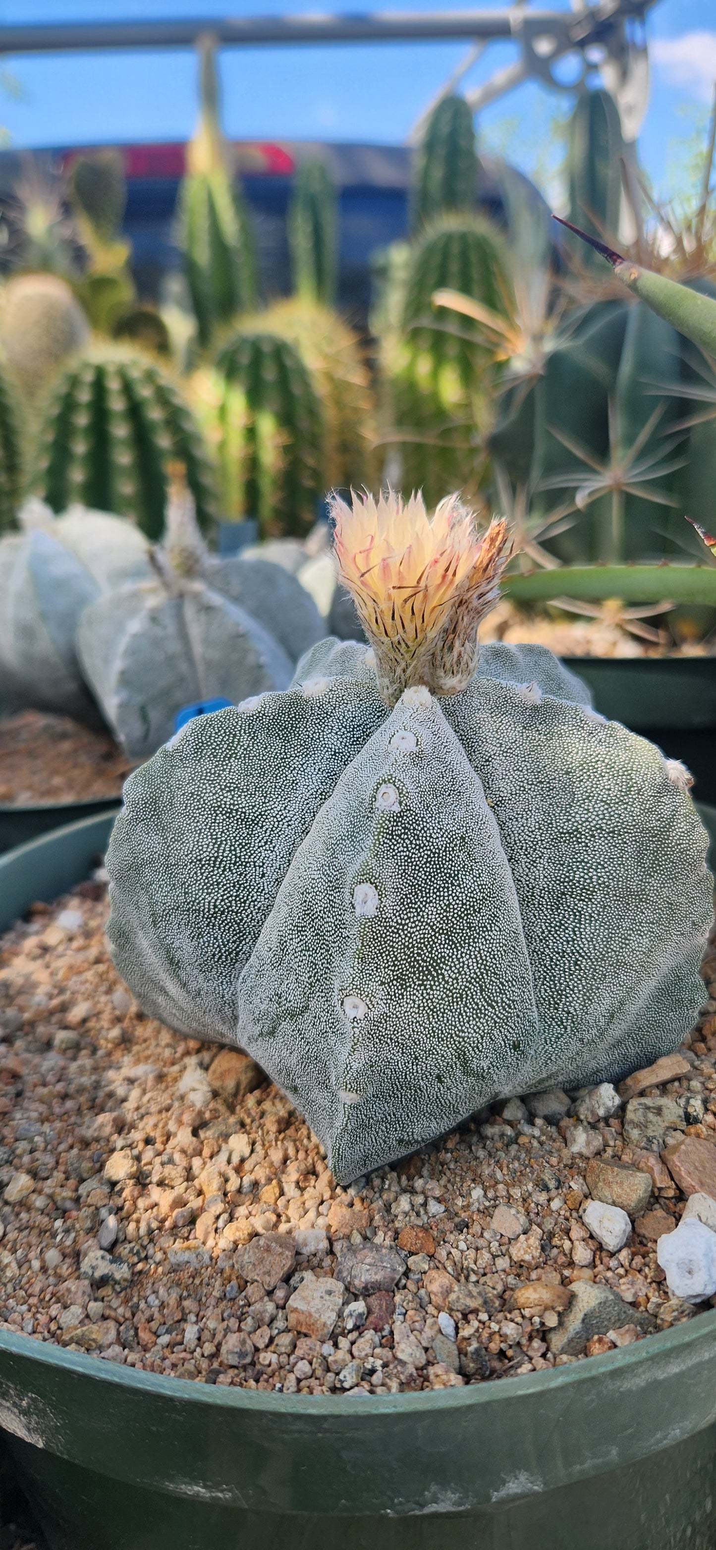 Astrophytum myriostigma Seeds