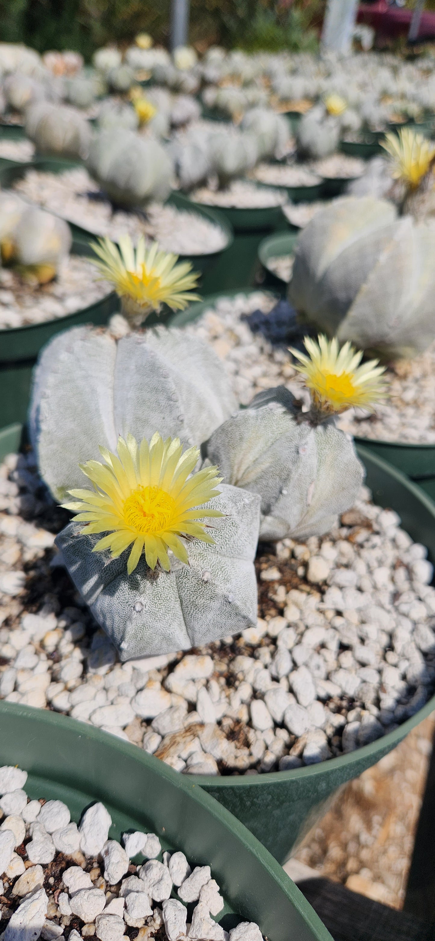 Astrophytum myriostigma Seeds