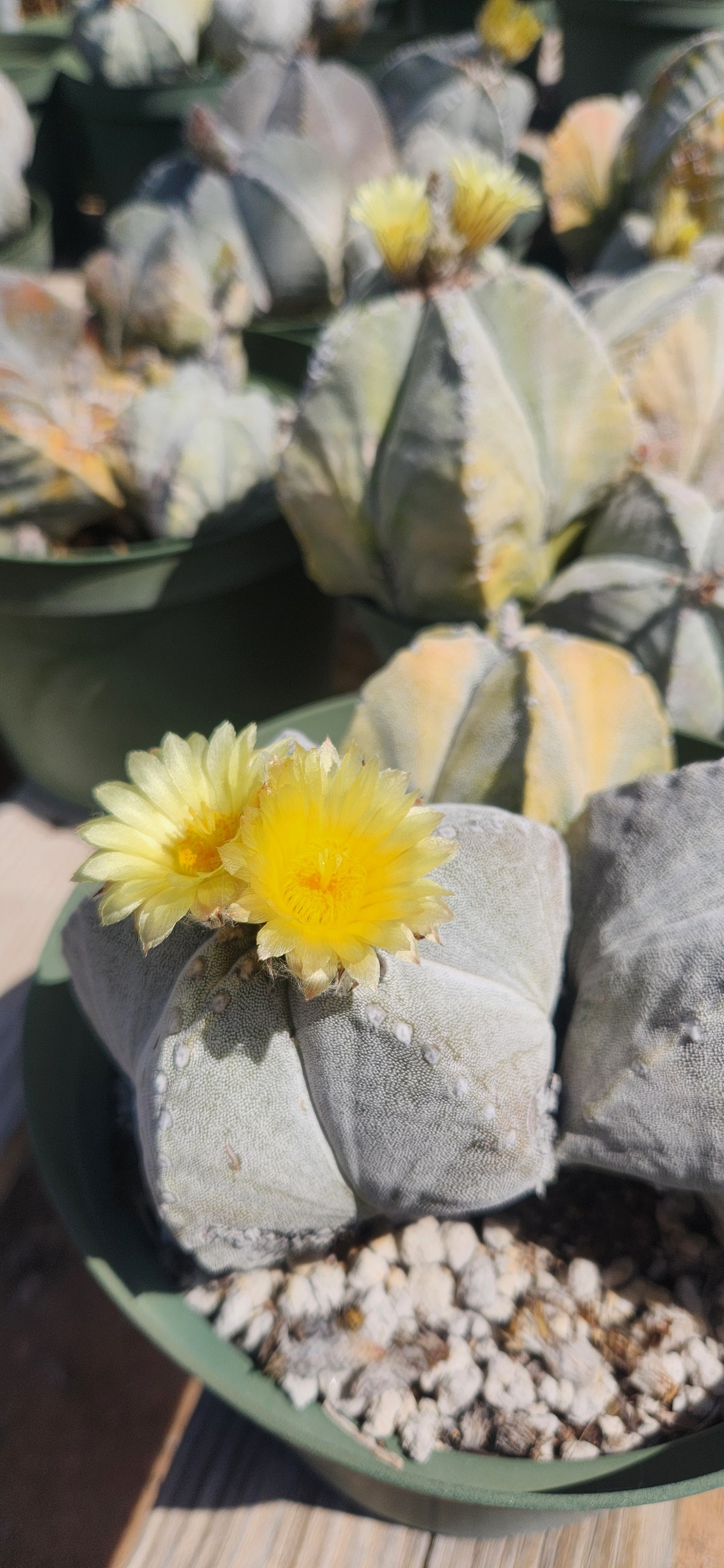 Astrophytum myriostigma Seeds