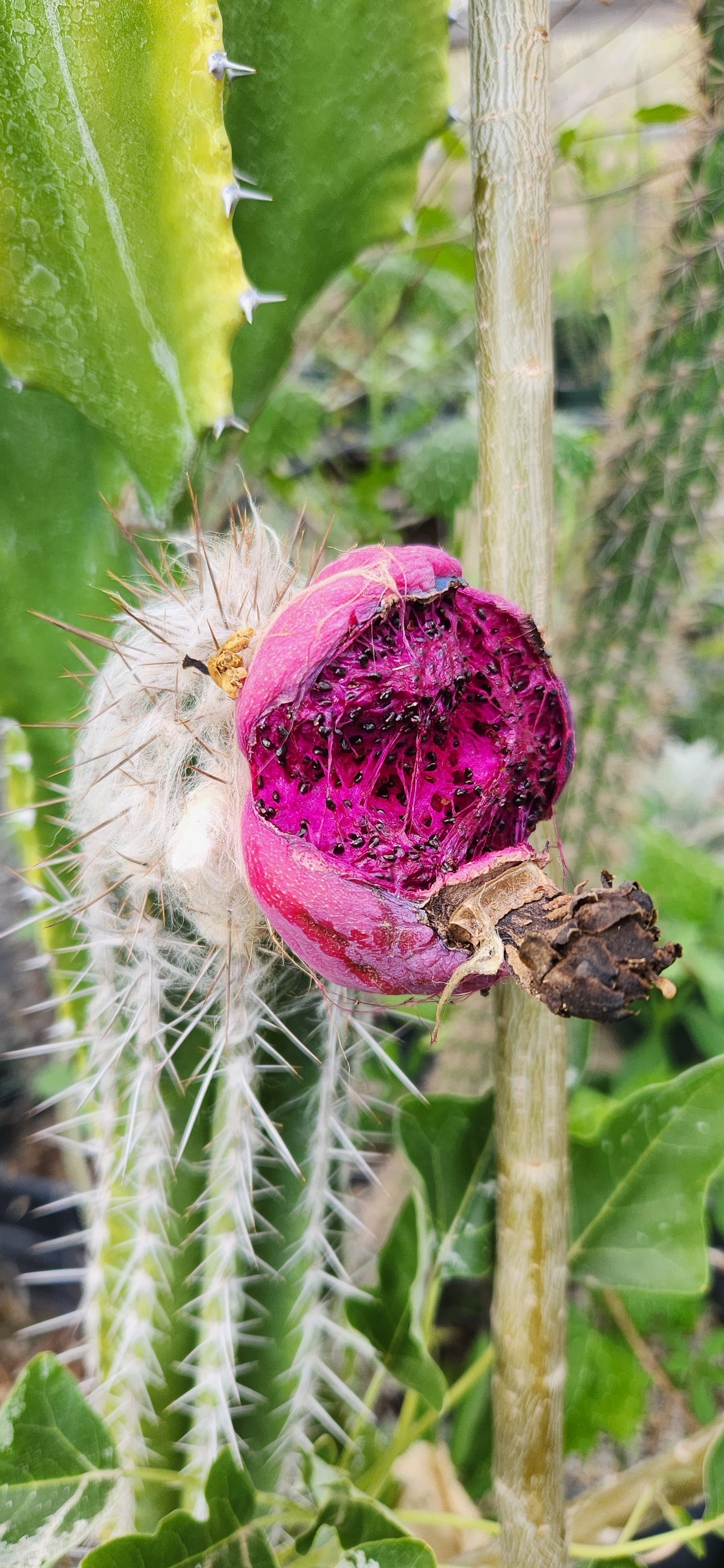 Pilosocereus palmeri Seeds
