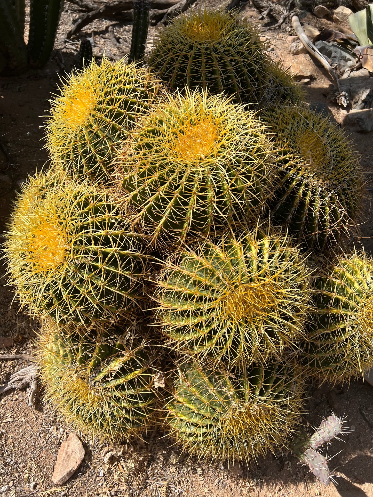 Echinocactus grusonii Seeds