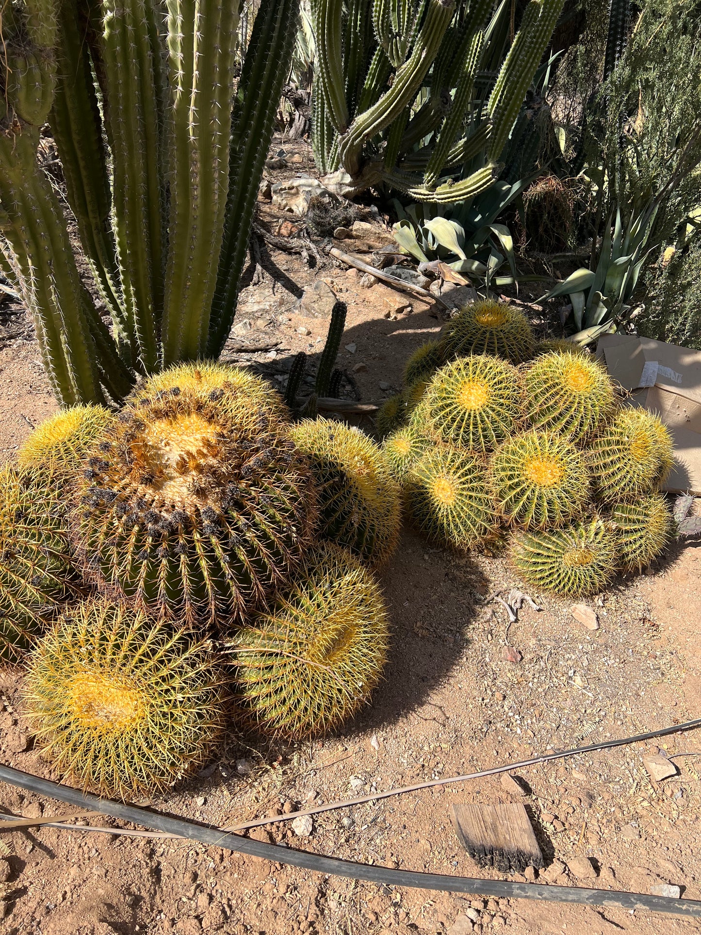 Echinocactus grusonii Seeds