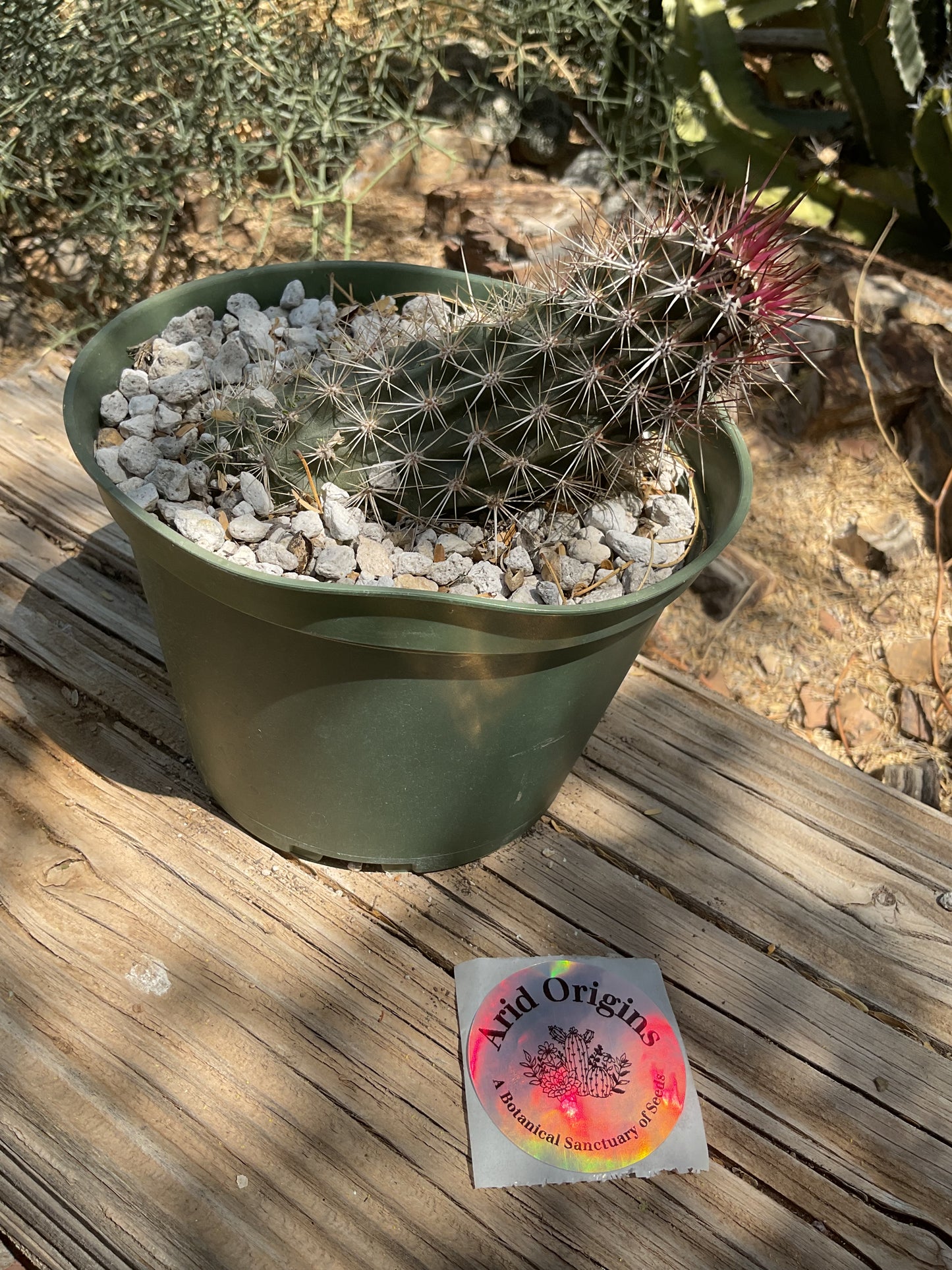 Stenocereus eruca Plant