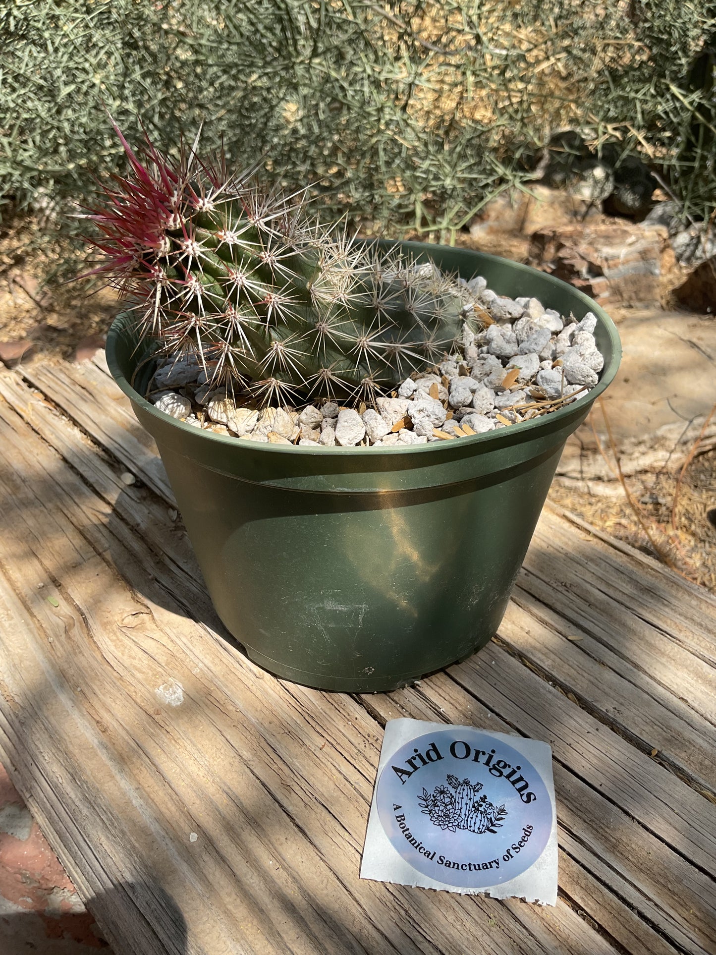 Stenocereus eruca Plant