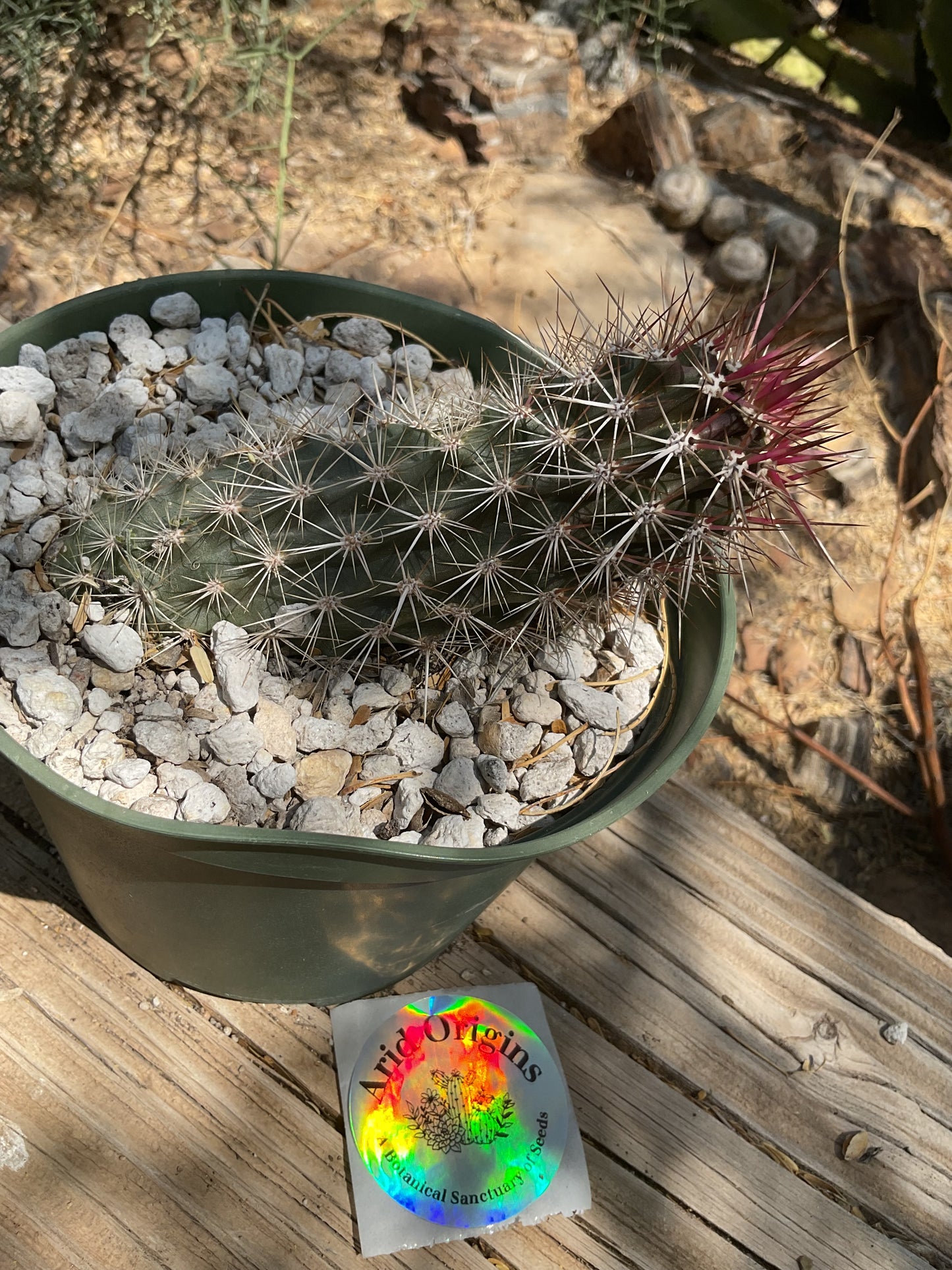 Stenocereus eruca Plant