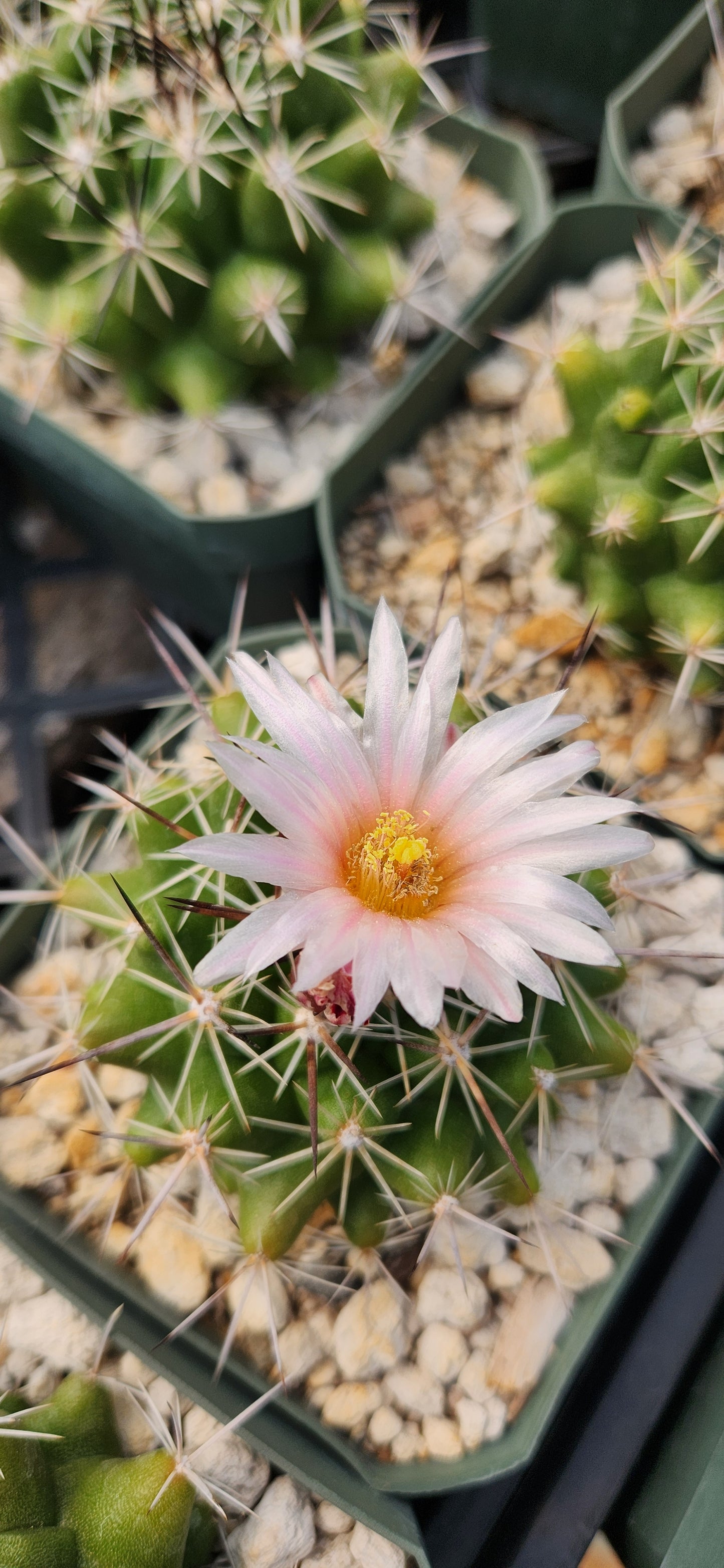 Thelocactus garciae Seeds