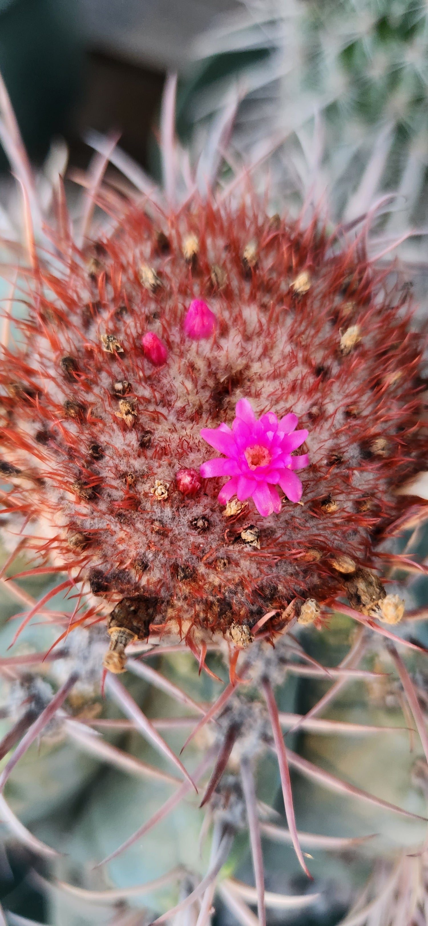 Melocactus
