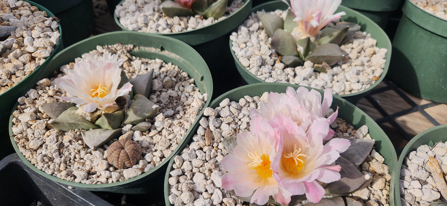 Ariocarpus