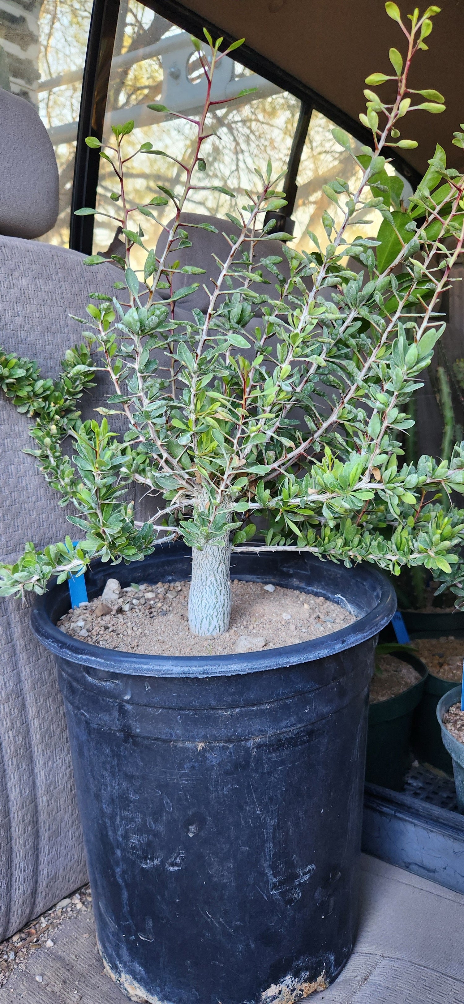 Fouquieria