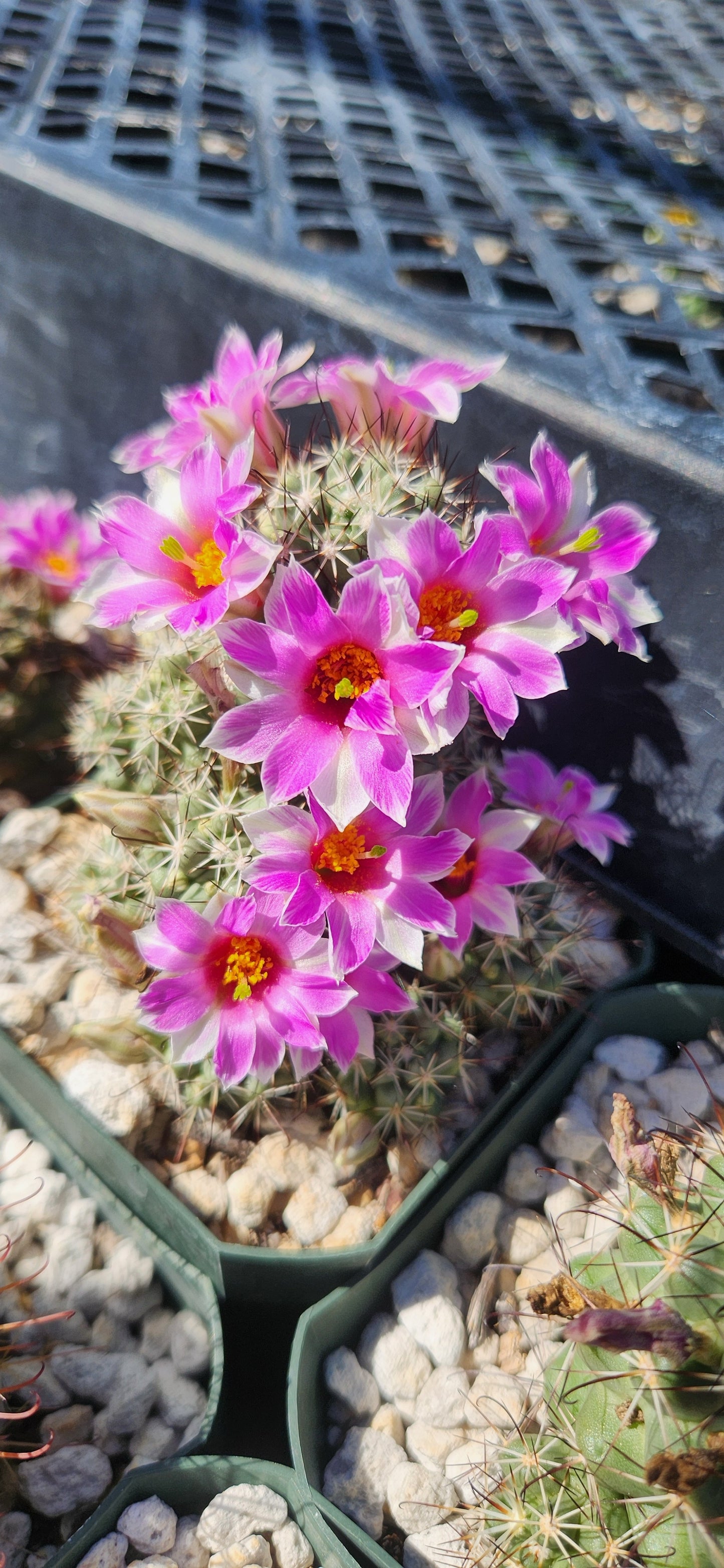 Mammillaria schumannii globosa Seeds