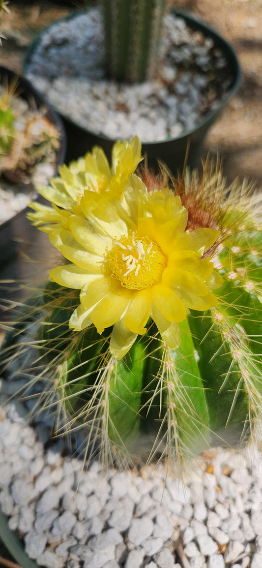 Parodia warasii Seeds