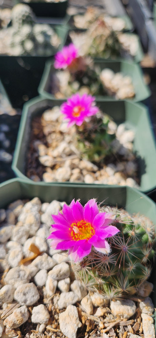 Coryphantha pusilliflora Seeds