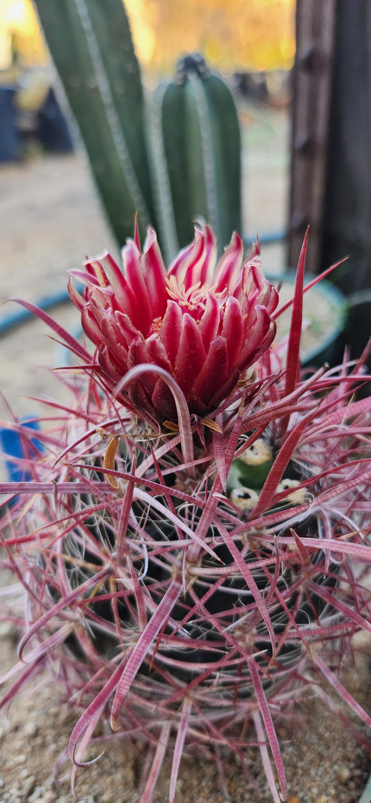 Ferocactus gracilis coloratus Seeds
