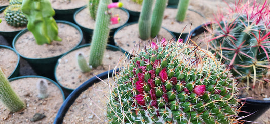 Mammillaria mystax Seeds