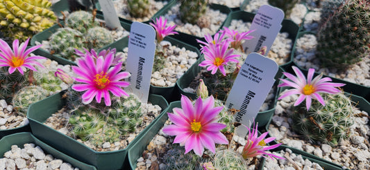 Mammillaria boolii Seeds