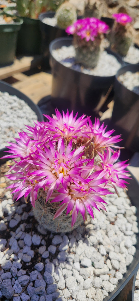 Coryphantha bisbeeana Seeds