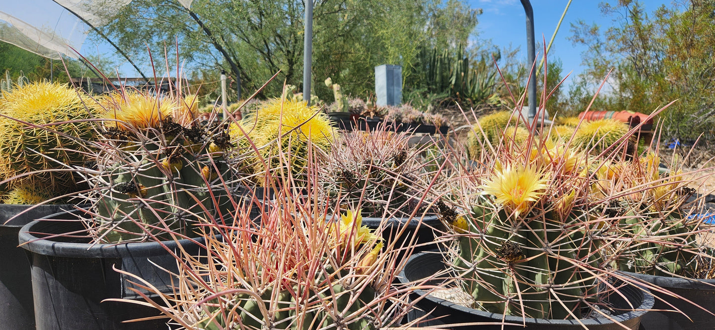 Ferocactus rectispinus Seeds