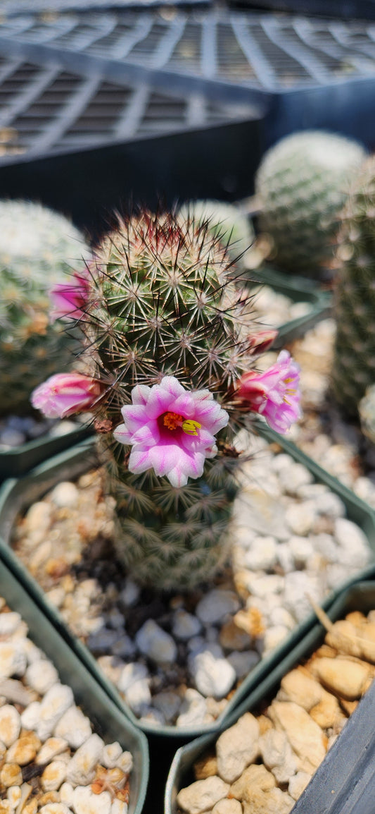 Mammillaria littoralis Seeds