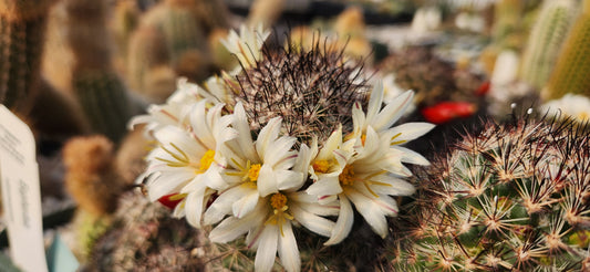 Mammillaria dioica laguna chapala Seeds