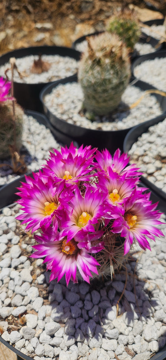 Coryphantha arizonica Seeds