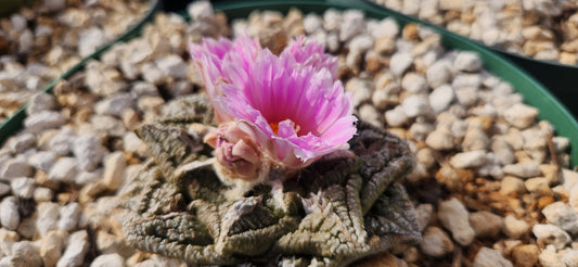 Ariocarpus fissuratus seeds