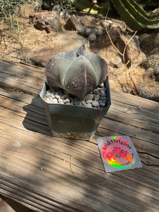 Astrophytum myriostigma quadricostatus Plant