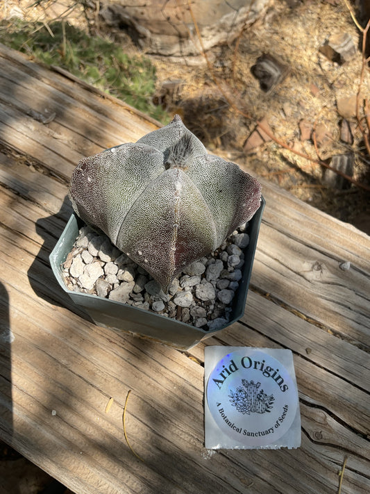 Astrophytum myriostigma quadricostatus Plant