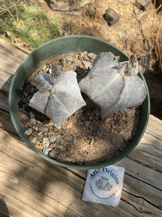 Astrophytum myriostigma Plant