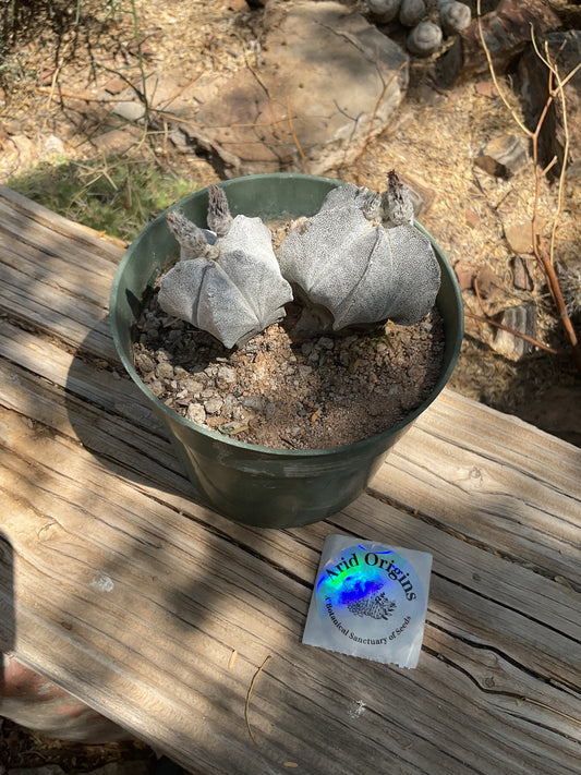Astrophytum myriostigma Plant