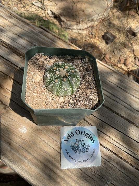 Astrophytum asterias Plant