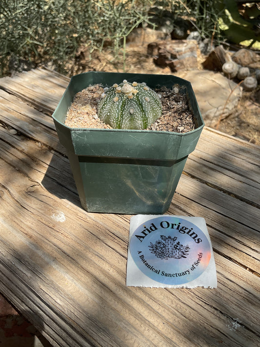 Astrophytum asterias Plant