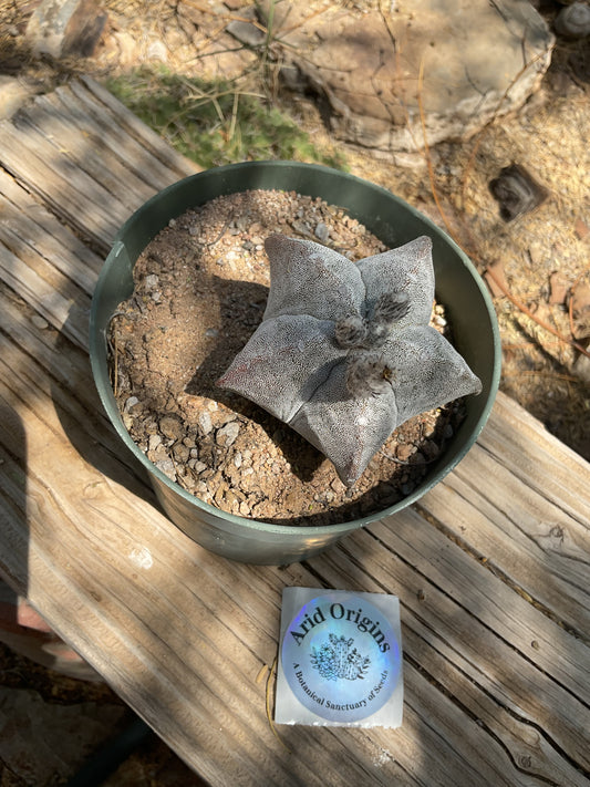 Astrophytum myriostigma Plant