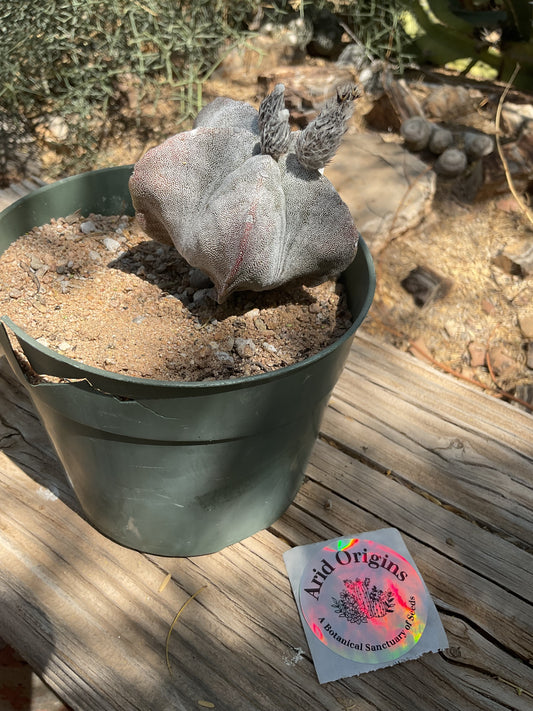 Astrophytum myriostigma Plant
