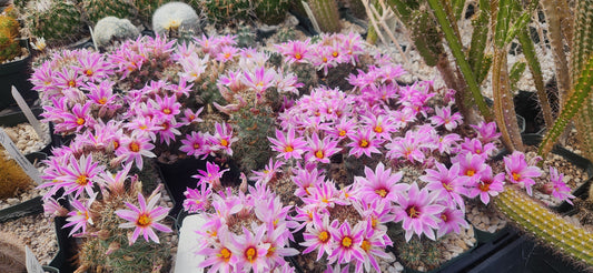 Mammillaria schumannii Seeds