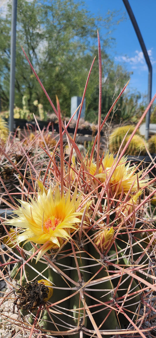 Ferocactus rectispinus Seeds