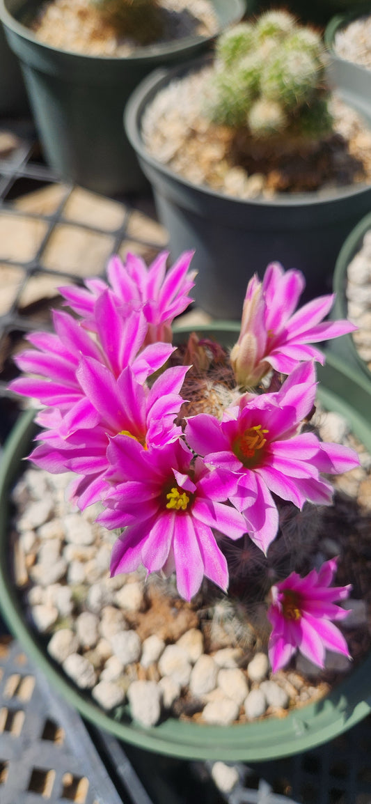 Mammillaria boolii Seeds