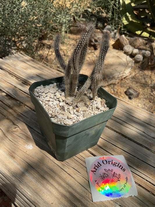 Echinocereus schmollii Plant