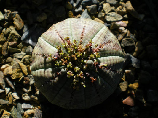 Euphorbia obesa Seeds