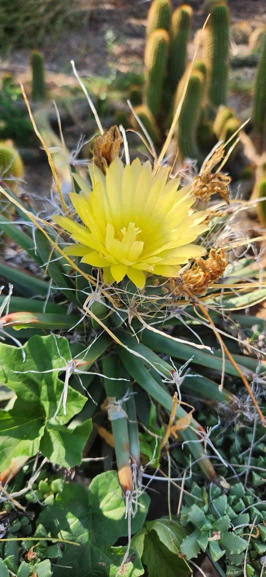 Leuchtenbergia principis Seeds