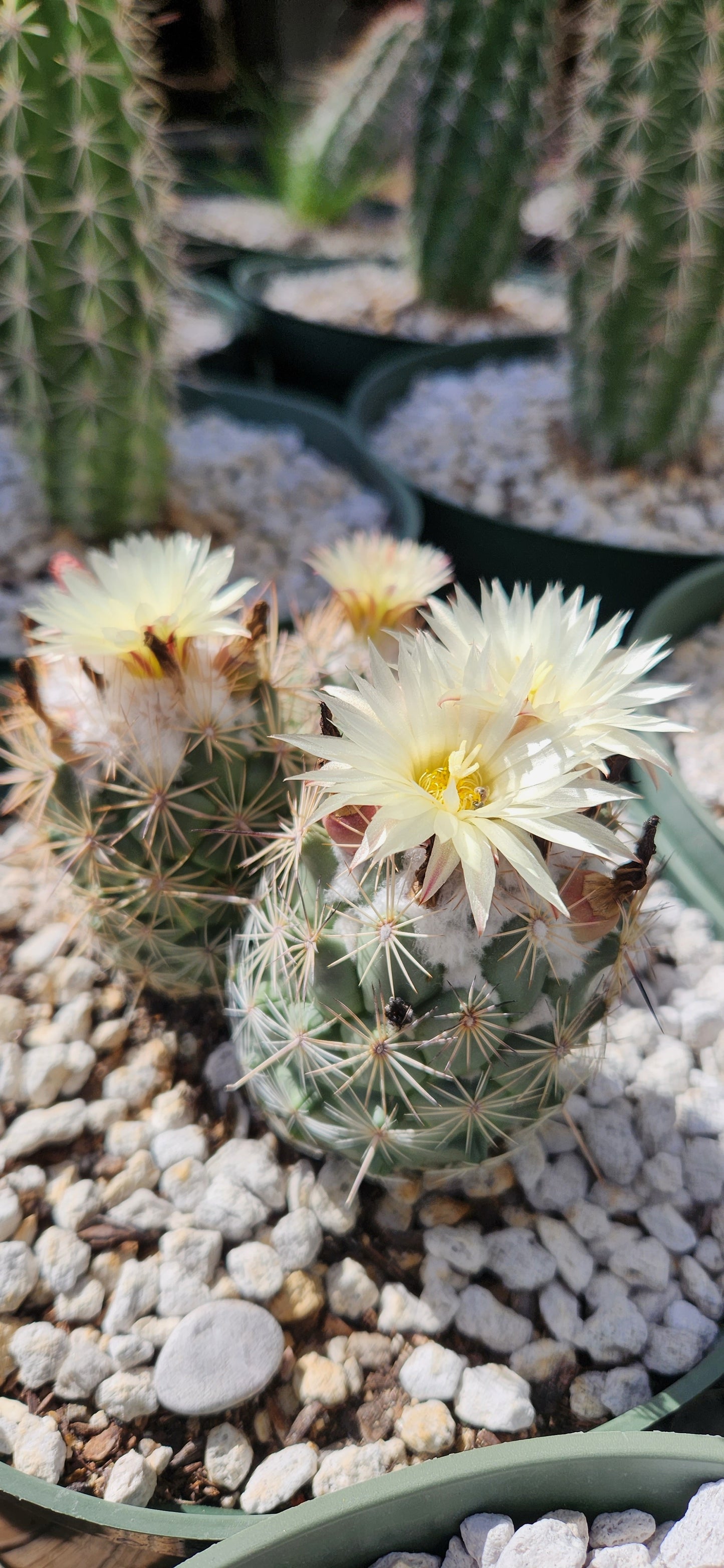 Coryphantha durangensis Seeds