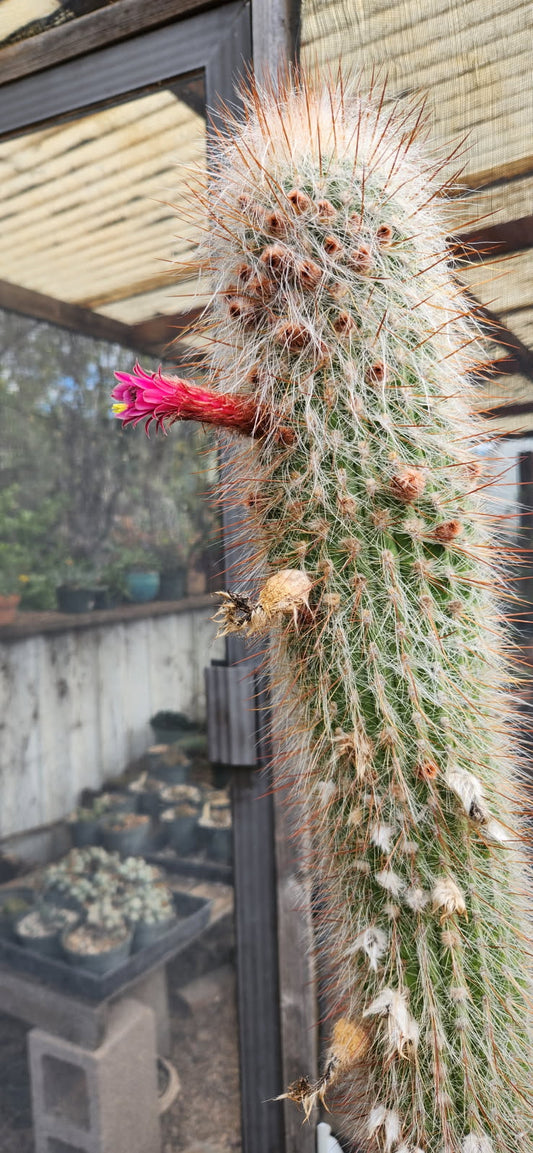 Oreocereus x Cleistocactus Seeds
