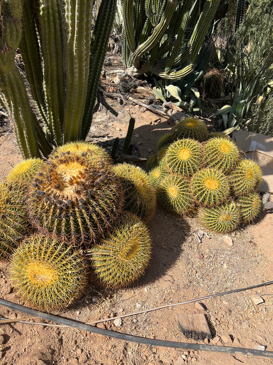 Echinocactus grusonii Seeds