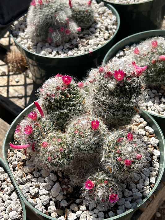 Mammillaria bocasana roseiflora Seeds