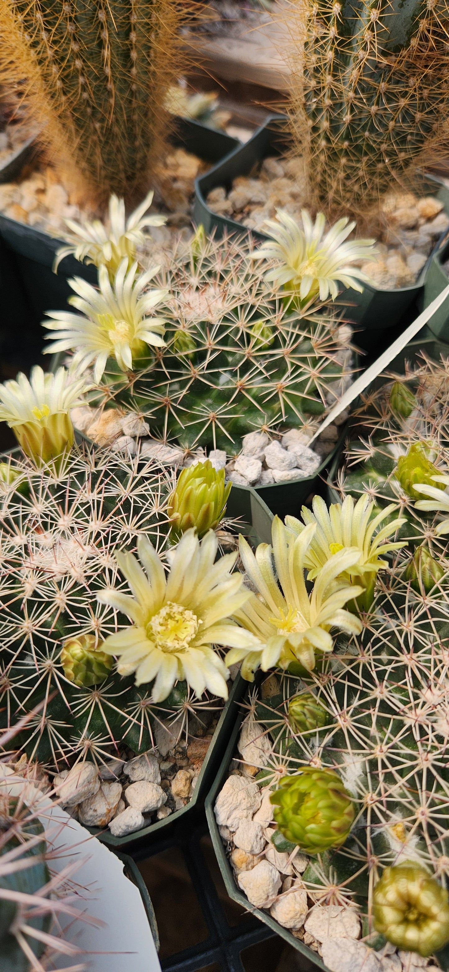Mammillaria heyderi ssp macdougalii Seeds
