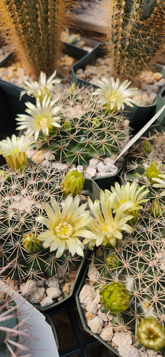 Mammillaria heyderi ssp macdougalii Seeds