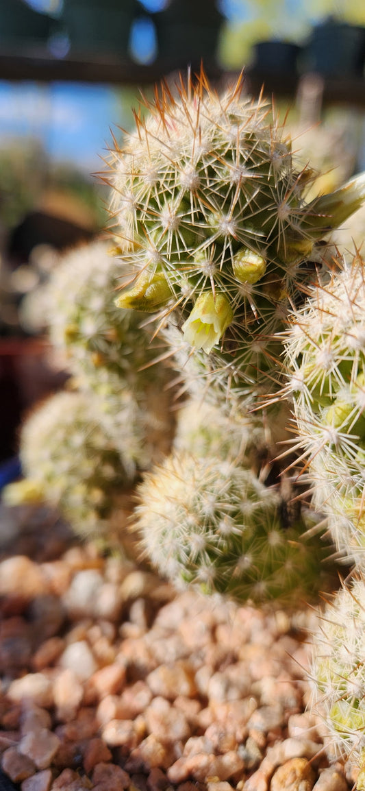 Mammillaria multidigitata Seeds