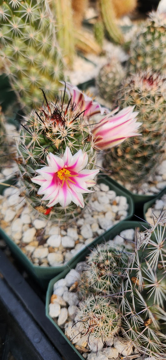 Mammillaria angelensis Seeds
